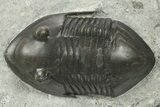 Inflated Isotelus Trilobite - Walcott-Rust Quarry, NY #269708-1